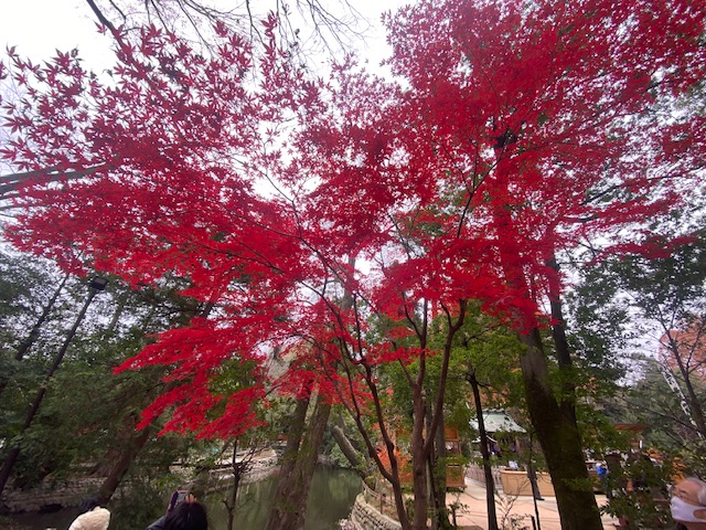 氷川神社　紅葉